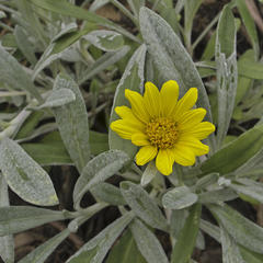Gazania rigens uniflora