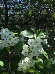Crataegus chrysocarpa phoeniceoides