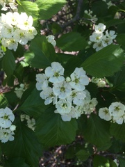 Crataegus chrysocarpa phoeniceoides