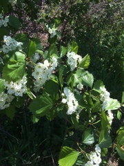 Crataegus chrysocarpa phoeniceoides