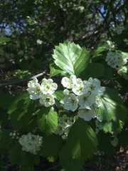 Crataegus chrysocarpa phoeniceoides