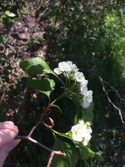 Crataegus chrysocarpa phoeniceoides