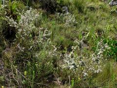 Podalyria hirsuta
