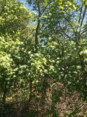 Crataegus chrysocarpa phoeniceoides