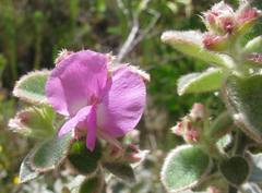 Podalyria hirsuta