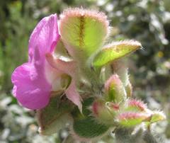 Podalyria hirsuta