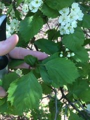 Crataegus chrysocarpa phoeniceoides