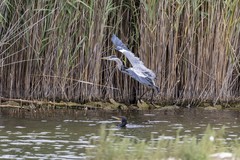 Phalacrocorax carbo