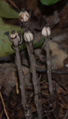 Monotropa uniflora