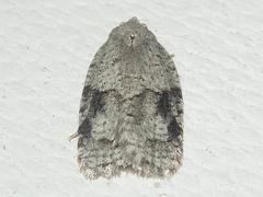 Acleris placidana