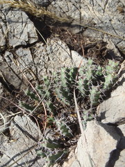 Euphorbia schinzii