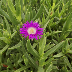Carpobrotus dimidiatus