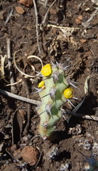 Euphorbia schinzii