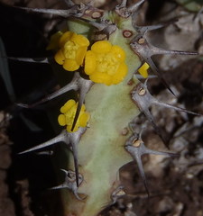 Euphorbia schinzii