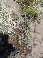 Euphorbia schinzii