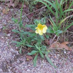 Oenothera elata hirsutissima