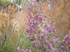 Erica uberiflora