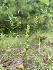 Spiranthes ochroleuca