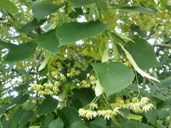 Tilia americana heterophylla