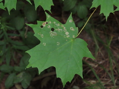 Acericecis ocellaris