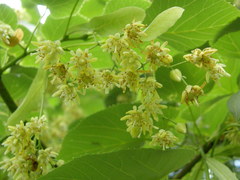 Tilia americana heterophylla