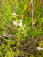 Sagittaria brevirostra