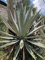 Agave fourcroydes