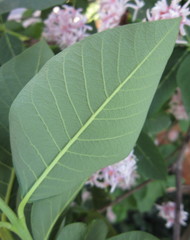 Dais cotinifolia
