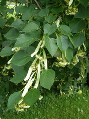 Tilia americana heterophylla