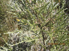 Amphithalea parvifolia