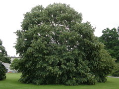 Tilia americana heterophylla