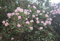 Dais cotinifolia