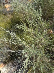 Amphithalea parvifolia