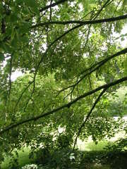 Tilia americana heterophylla