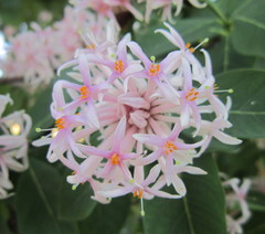 Dais cotinifolia