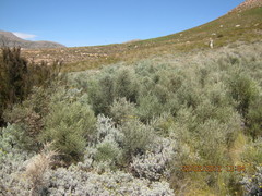 Amphithalea parvifolia