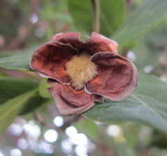 Dais cotinifolia