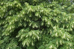 Tilia americana heterophylla