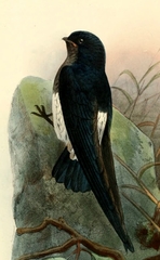 Sao Tome Spinetail photo 2