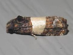 Epiblema tripartitana