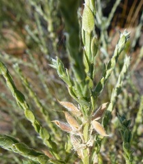 Amphithalea parvifolia