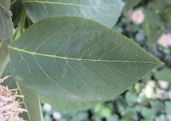 Dais cotinifolia