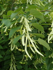 Tilia americana heterophylla
