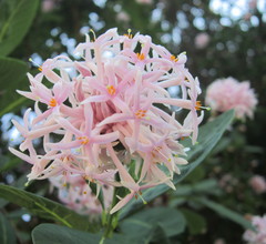 Dais cotinifolia