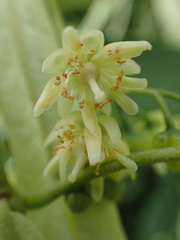 Tilia americana heterophylla