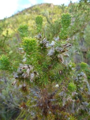 Aspalathus shawii shawii