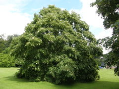 Tilia oliveri