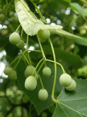 Tilia oliveri