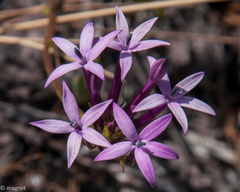 Lobelia stenosiphon