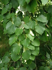 Tilia oliveri